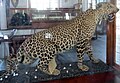 A stuffed leopard