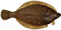 The upper side of a yellowtail flounder