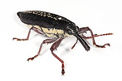 Long nosed weevil