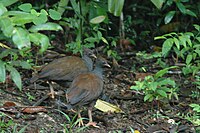 Orange-footed Scrubfowl