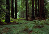 Redwood canopy undergrowth, Muir Woods