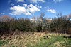 Martin Bell's Wood in Wormwood Scrubs Park