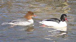 Common merganser