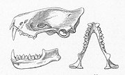 Drawing of bat skull