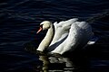 Mute swan on the Vistula River, Krakow