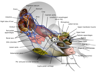 Anatomical diagram of a nautilus, by KDS4444
