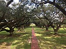 The oak trees at Oak Alley Plantation in Louisiana