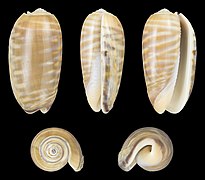 Oliva rufula