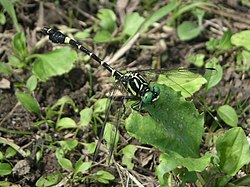 静止するオナガサナエの雄