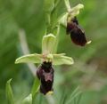 Hibrid bangó (Ophrys × devenensis) virága