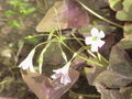 Oxalis triangularis