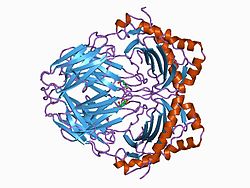 Myelin-Basisches Protein