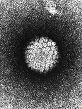 Partícula viral de HPV.