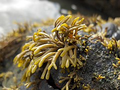 Photographie d’une petite algue brune sur un rocher en bord de mer.