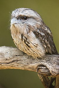 Tawny frogmouth, by JJ Harrison