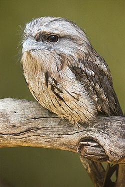 Tawny Frogmouth