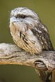 Image 18 Tawny Frogmouth Photo: JJ Harrison The Tawny Frogmouth (Podargus strigoides) is a nocturnal species of Australian frogmouth commonly mistaken for an owl. Males and females look similar, growing to 35–53 cm (14–21 in) long and up to 680 g (1.5 lb) in weight. The Tawny Frogmouth is almost exclusively insectivorous, feeding rarely on frogs and other small prey. It generally sits very still on a low perch and catches food with its beak. More selected pictures