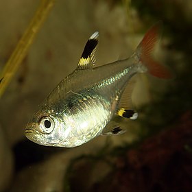 (Pristella maxillaris) um dos poucos cordados com uma visível espinha dorsal. A medula espinhal está inserida dentro de sua espinha dorsal.