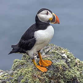 Puffin Fratercula arctica Wales, UK