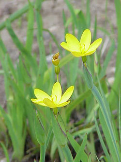 Sisyrinchium californicum