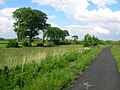 A view of one of the old coal pits off the cyclepath. The beech trees are growing on the banks of the Garrier Burn.