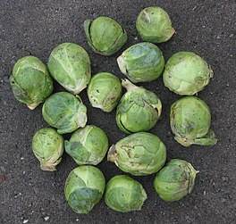 Des choux de Bruxelles (Brassica oleracea). (définition réelle 659 × 628*)