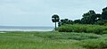 Shoreline of St. Marks National Wildlife Refuge.