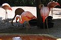 Chilean flamingoes eating, drinking, and preening in St. Petersburg, Florida; flamingos (as well as penguins and other species) sometimes form committed same-sex relationships that can involve sex, traveling and living together, and raising young together.[10]