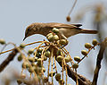 on Lannea coromandelica in Shamirpet, Rangareddy district, অন্ধ্রপ্রদেশ, ভারত.