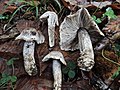 ! Tricholoma bresadolanum !