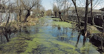 Une rue (en fait, un canal accessible aux lotcas) de Vylkove, biotope du Triton dobrogéen, un amphibien grand dévoreur de larves de moustiques.