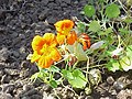 La grande capucine (Tropaeolum majus)