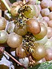 Wasps feeding on grapes