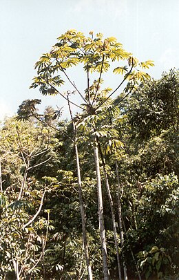 Cecropia peltata