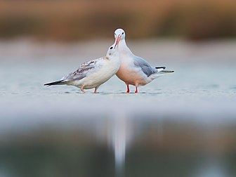 Gaivota-de-bico-fino (Chroicocephalus genei), Parque natural nacional Costa Branca de Sviatoslav, região de Mykolaiv, Ucrânia. É uma gaivota de tamanho médio que se reproduz muito localmente ao redor do Mediterrâneo e no norte do oceano Índico ocidental em ilhas e lagoas costeiras. A maior parte da população é um tanto migratória, invernando mais ao sul até o norte da África e da Índia. Cerca de metade da comida da gaivota-de-bico-fino é peixe. Ela voa alguns metros acima da superfície da água e mergulha quando vê uma presa adequada. Também sonda a lama com o bico para se alimentar de invertebrados marinhos e captura insetos em voo. (definição 4 000 × 3 000)