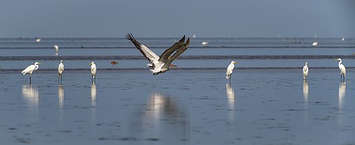 Пелікани кучеряві.