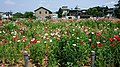 2017年2月21日 (火) 19:41時点における版のサムネイル