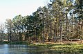 Camping site along shore of Lake Seminole, at Three Rivers State Park, Jackson Co. FL.