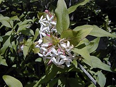 Zabelia trifloral