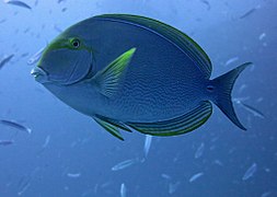 Un poisson-chirurgien à nageoires jaunes (Acanthurus xanthopterus)