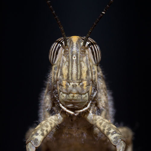 Голова египетской саранчи (Anacridium aegyptium)