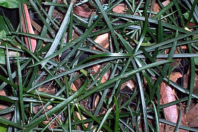 Juvenile foliage