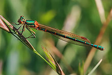 Austrolestes cingulatus, Австралия