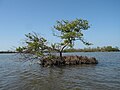 Mangle negro (Avicennia germinans)