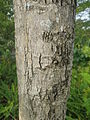 Bark close-up