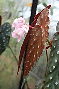 Begonia pseudolubbersii.