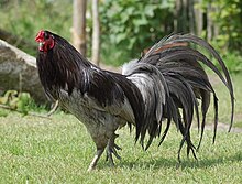 A grey-blue cock with abundant tail-feathers