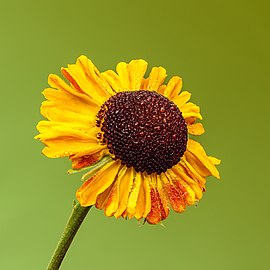 'helenium 'Flamingo'.