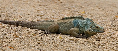 Cyclura lewisi