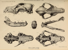 Pleistocene wolf skulls and jaws from Hutton and Banwell Caves, (Somerset) and Oreston Cave (Plymouth), England